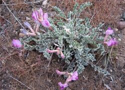 Astragalus utahensis Utah.jpg