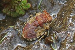 Big-eyed Toad Bug - Gelastocoris oculatus , Governor Bridge Natural Area, Bowie, Maryland.jpg