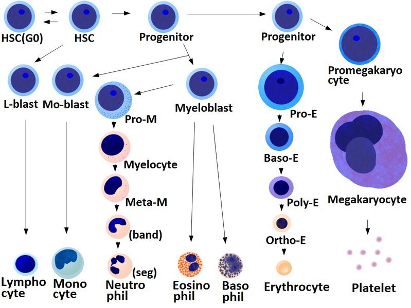 File:Blood cells differentiation chart.jpg