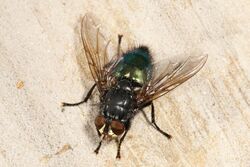 Blowfly - Cynomya cadaverina, Meadowood Farm SRMA, Mason Neck, Virginia.jpg