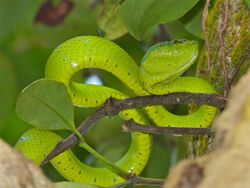 Bornean Keeled Green Pit Viper (Tropidolaemus subannulatus) (8219409591).jpg