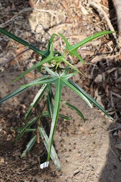 Brachychiton sp. Ormeau seedling.jpg