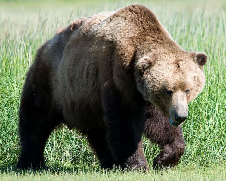 File:Brown bear.jpg