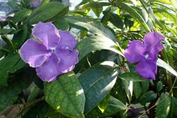 Brunfelsia pauciflora kz3.jpg