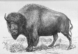 Illustration of a bison from the 1889 publication of Extermination of the American Bison.
