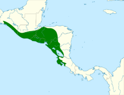Campylorhynchus capistratus map.svg