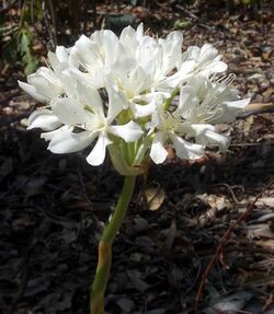 Cardwell Lily flower.JPG