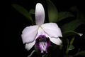 Cattleya bicalhoi fma. coerulea ‘Chojamaru’ Van den Berg, Neodiversity 3- 4 (2008) (26737176929).jpg