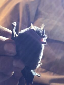 Chestnut short-tailed bat.jpg