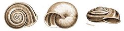 Chilostoma trizona.jpg