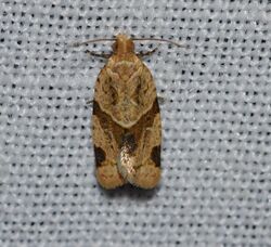 Clepsis peritana - Garden Tortrix Moth (14262299873).jpg