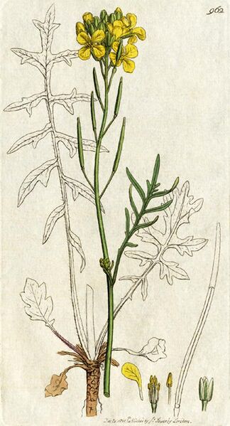 File:Coincya monensis, Sowerby 1801.jpg
