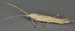 Coleophora versurella, Deeside, North Wales, July 2011 (18847418144).jpg