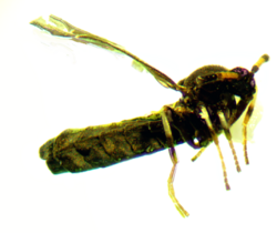 Colobostema 2.3 mm 2012-0792.png