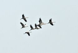 Common Cranes (Grus grus) at Sultanpur I Picture 076.jpg