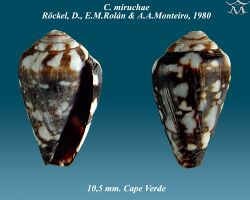 Conus miruchae 2.jpg