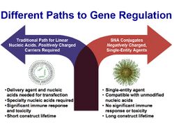 Different Paths to Gene Regulation alt text