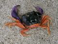 Crab on Panamanian Beach 01.jpg