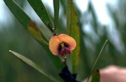 Daviesia megacalyx.jpg