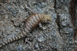 Desert Spiny Lizard. Grand Canyon, Arizona (25778637054).jpg