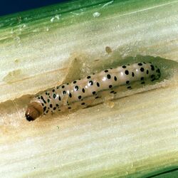 Diatraea crambidoides larva.jpg