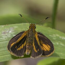 Dimorphic grass skipper (Anthoptus epictetus) male Choco.jpg