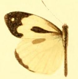 Dismorphia thermesia male.JPG
