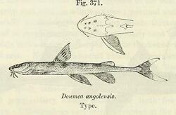 Doumea angolensis.jpg