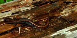 Dwarf Salamander (Eurycea quadridigitata) Polk Co. Texas. W. L. Farr.jpg
