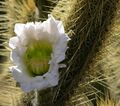 Echinopsis6.jpg