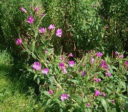 Epilobium hirsutum 04 ies.jpg