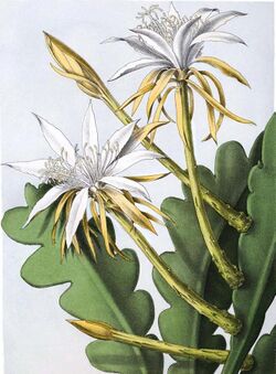 Epiphyllum anguliger (as Phyllocactus darrahii) 91b.jpg