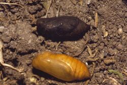 Erebia aethiops chrysalis.jpg