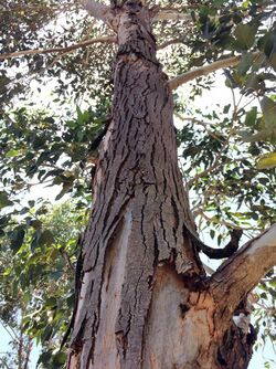 Eucalyptus amplifolia - trunk bark.jpg