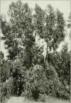 Eucalyptus occidentalis from "Eucalypts cultivated in the United States" (1902) (14596637437).jpg
