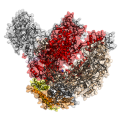 Eukaryotic RNA-polymerase II structure 1WCM.png
