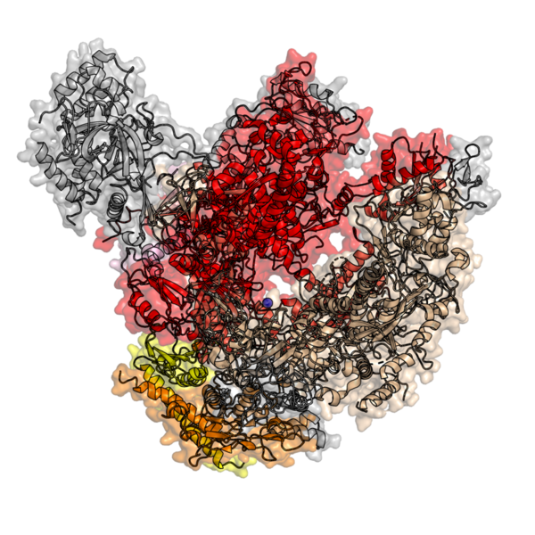 File:Eukaryotic RNA-polymerase II structure 1WCM.png