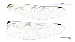 Eusynthemis deniseae male wings (34895412712).jpg