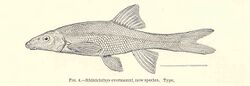 FMIB 35587 Rhinichthys evermanni, new species, type.jpeg