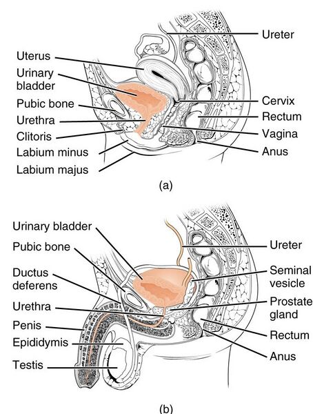 File:Female and Male Urethra.jpg