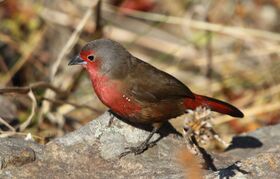 Firefinch African 2017 07 02 11 45 37 0106c.jpg