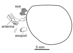 Forfexicaris valida Hou.png