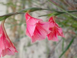 Gladiolus caryophyllaceus PA070037.jpg