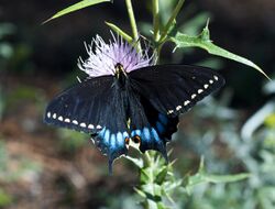 Grand Canyon Swallowtail.jpg