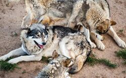 Grey wolves at Wild Animal Sanctuary.jpg