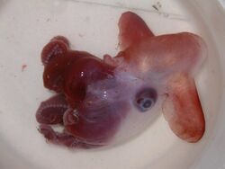 Photograph of a Grimpoteuthis discoveryi specimen. Its arms are curled up.