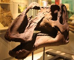 Gryposaurus Monumentsis Skull, Alf Museum.JPG