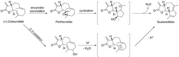 Guaianolide formation.png