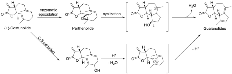 File:Guaianolide formation.png