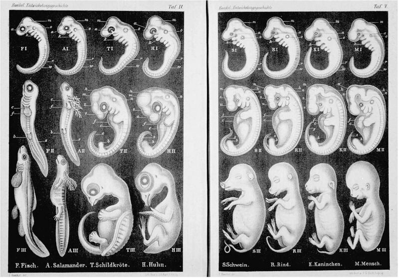 File:Haeckel Anthropogenie 1874.jpg
